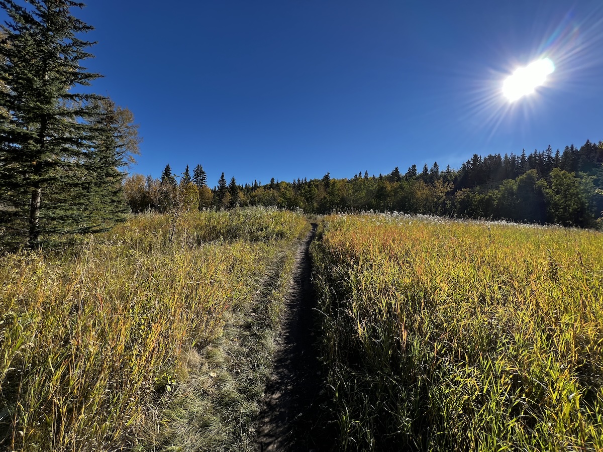 Hidden in Plain Sight